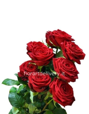 Rose rosse da comporre in mazzo per numero di steli. » Fiorista a Caronno  Pertusella. Invio e consegna fiori a domicilio a Caronno Pertusella,  Lainate, Uboldo, Saronno.